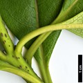 SpeciesSub: var. adaphniphylloides